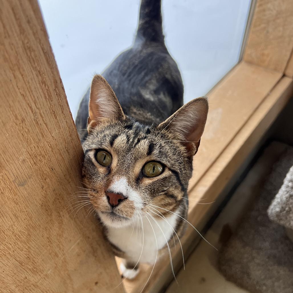 Ground Beef (Critter Barn), Adoptable, Adult Male Domestic Short Hair.