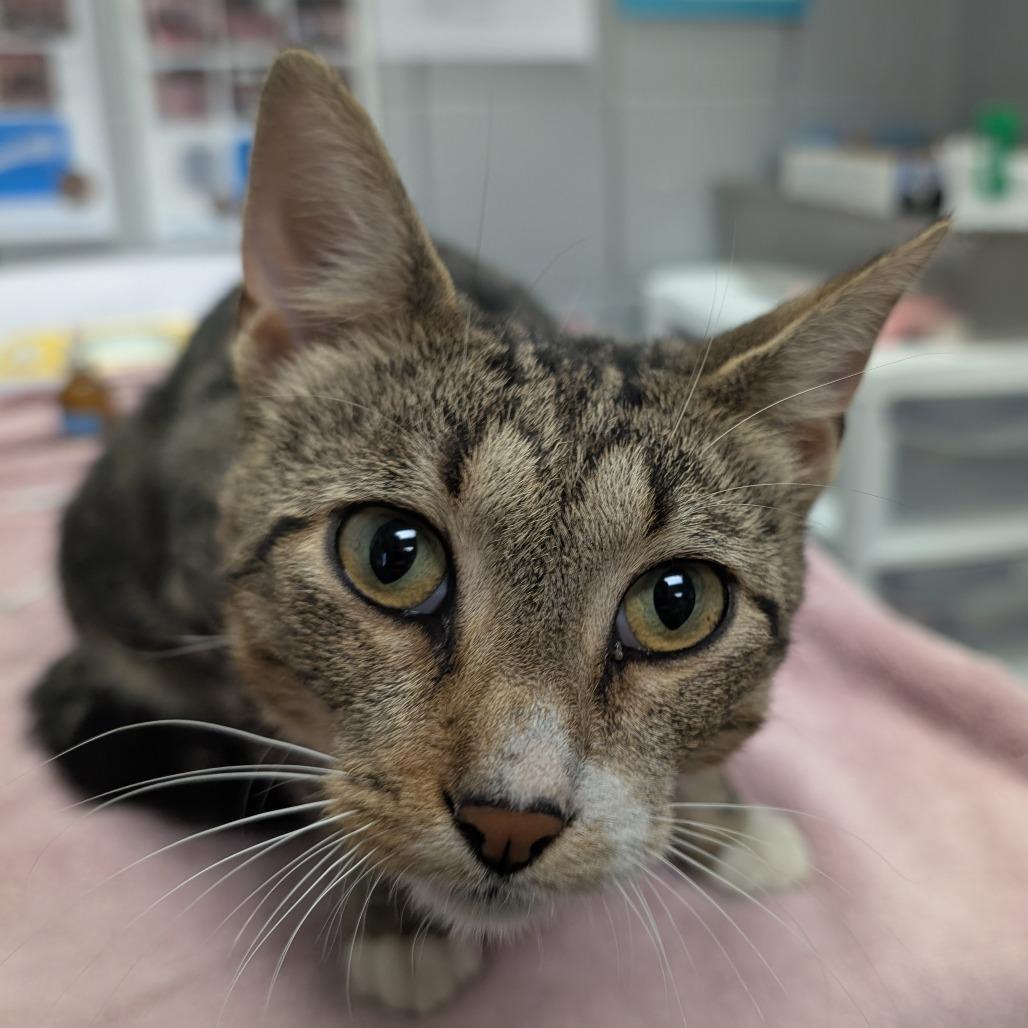 Enlarge Ground Beef (Critter Barn), a Adoptable Domestic Short Hair in West Olive, MI image 1/5