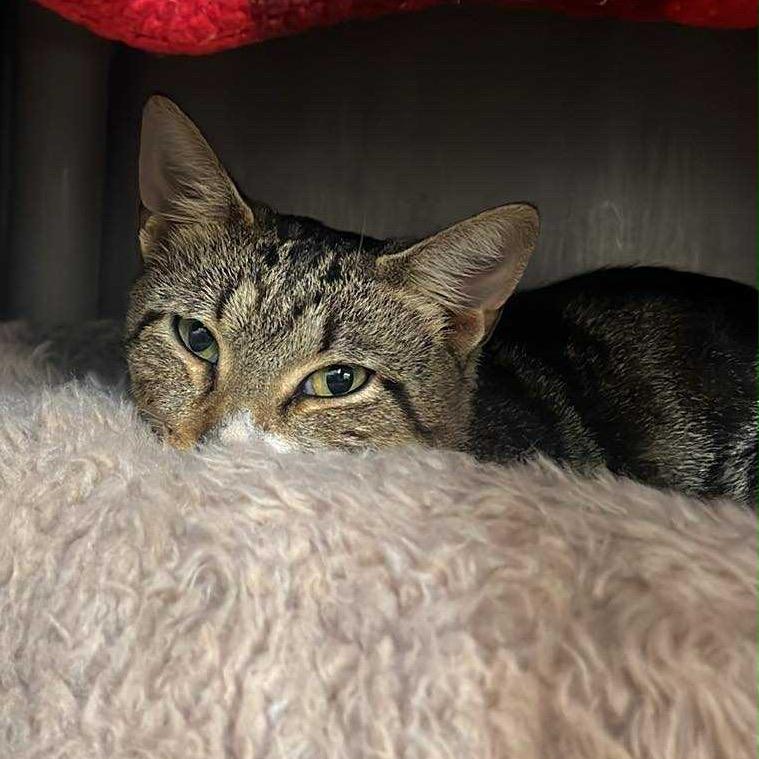 Enlarge Ground Beef (Critter Barn), a Adoptable Domestic Short Hair in West Olive, MI image 2/5
