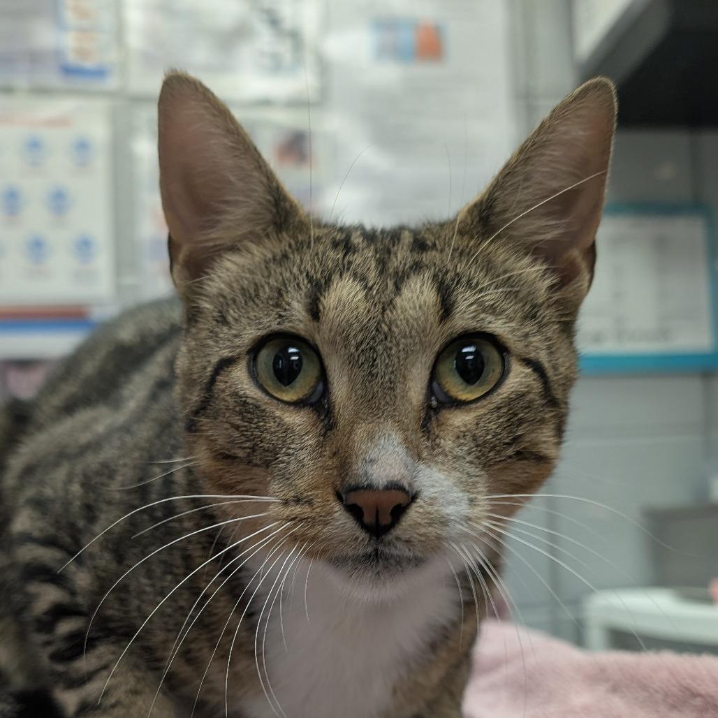 Enlarge Ground Beef (Critter Barn), a Adoptable Domestic Short Hair in West Olive, MI image 3/5