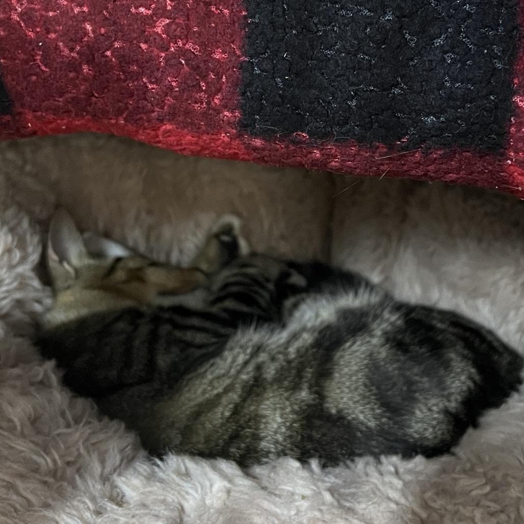 Enlarge Ground Beef (Critter Barn), a Adoptable Domestic Short Hair in West Olive, MI image 4/5