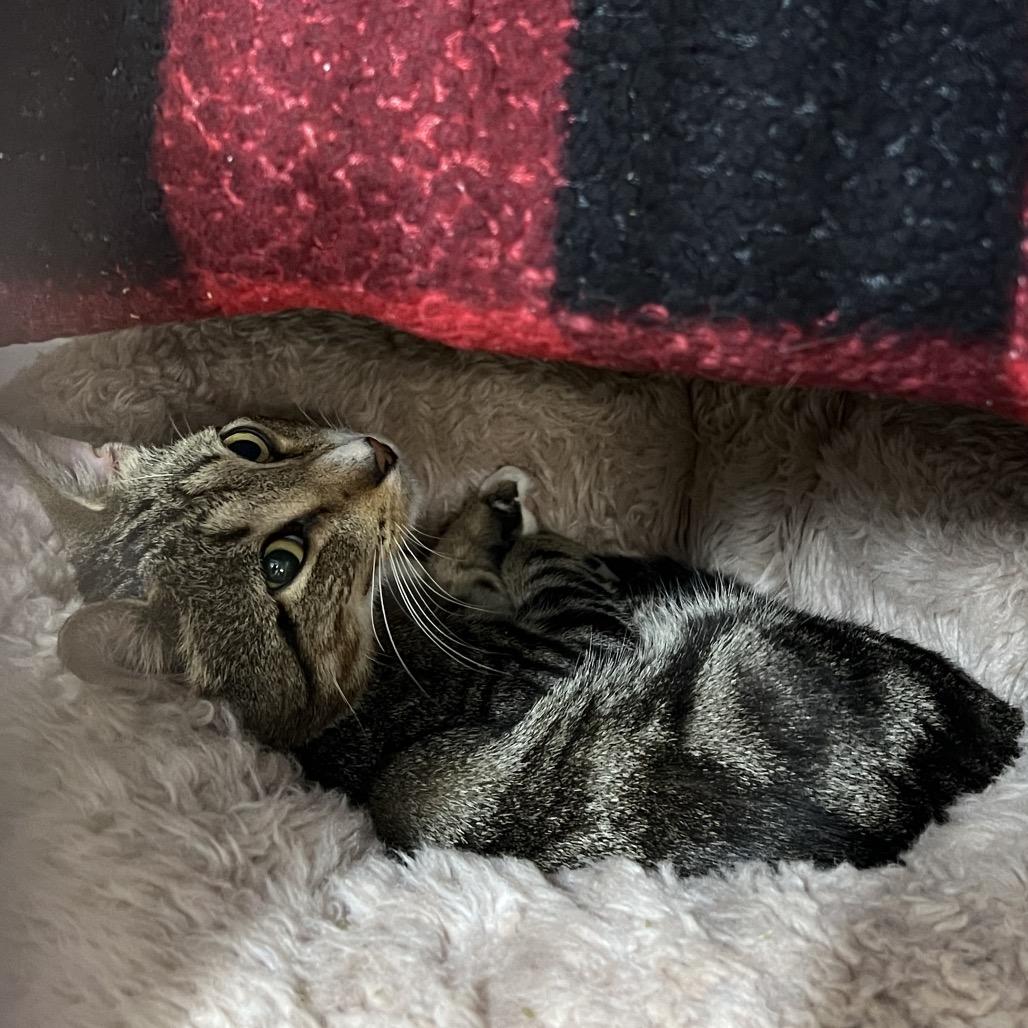 Enlarge Ground Beef (Critter Barn), a Adoptable Domestic Short Hair in West Olive, MI image 5/5