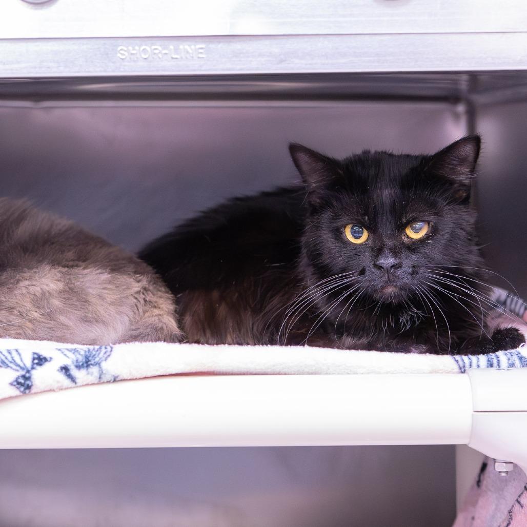 Enlarge Cleo, a Adoptable Domestic Medium Hair in Mentor, OH image 1/2