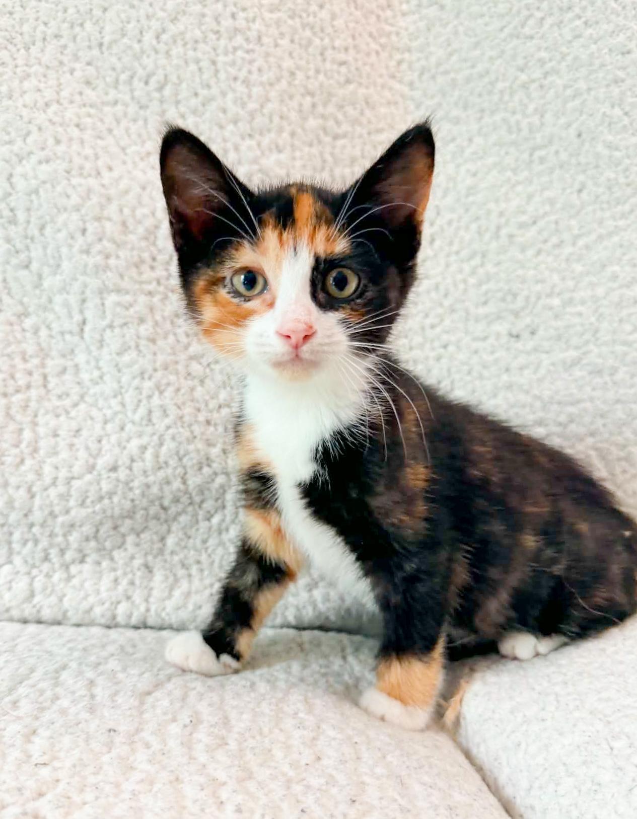 Bougie, a ADOPTABLE Calico in Mullica Hill, NJ image 3/5