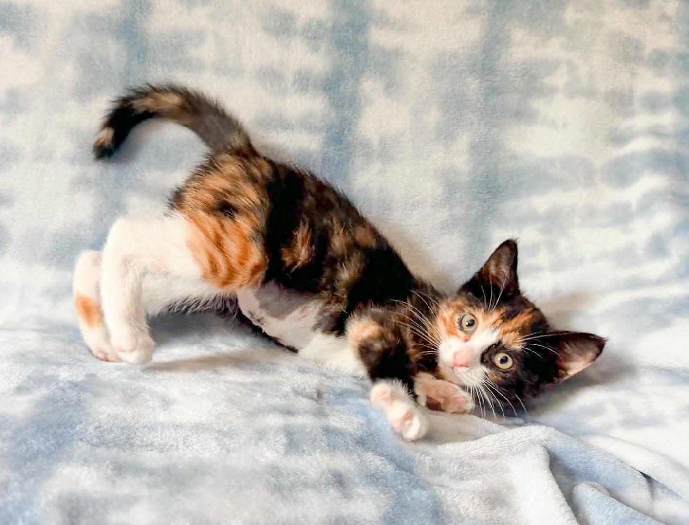 Bougie, a ADOPTABLE Calico in Mullica Hill, NJ image 2/5