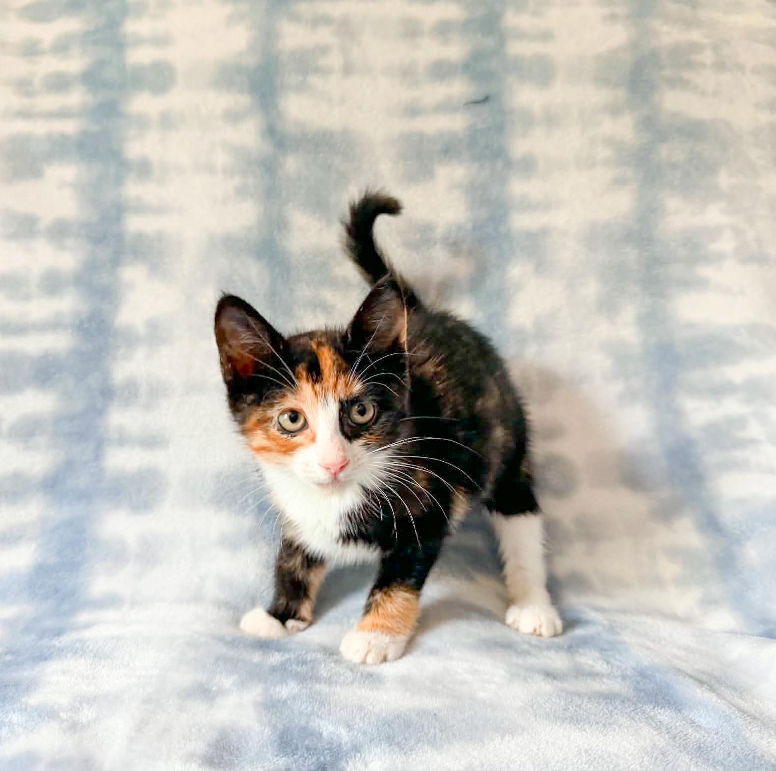 Bougie, a ADOPTABLE Calico in Mullica Hill, NJ image 4/5