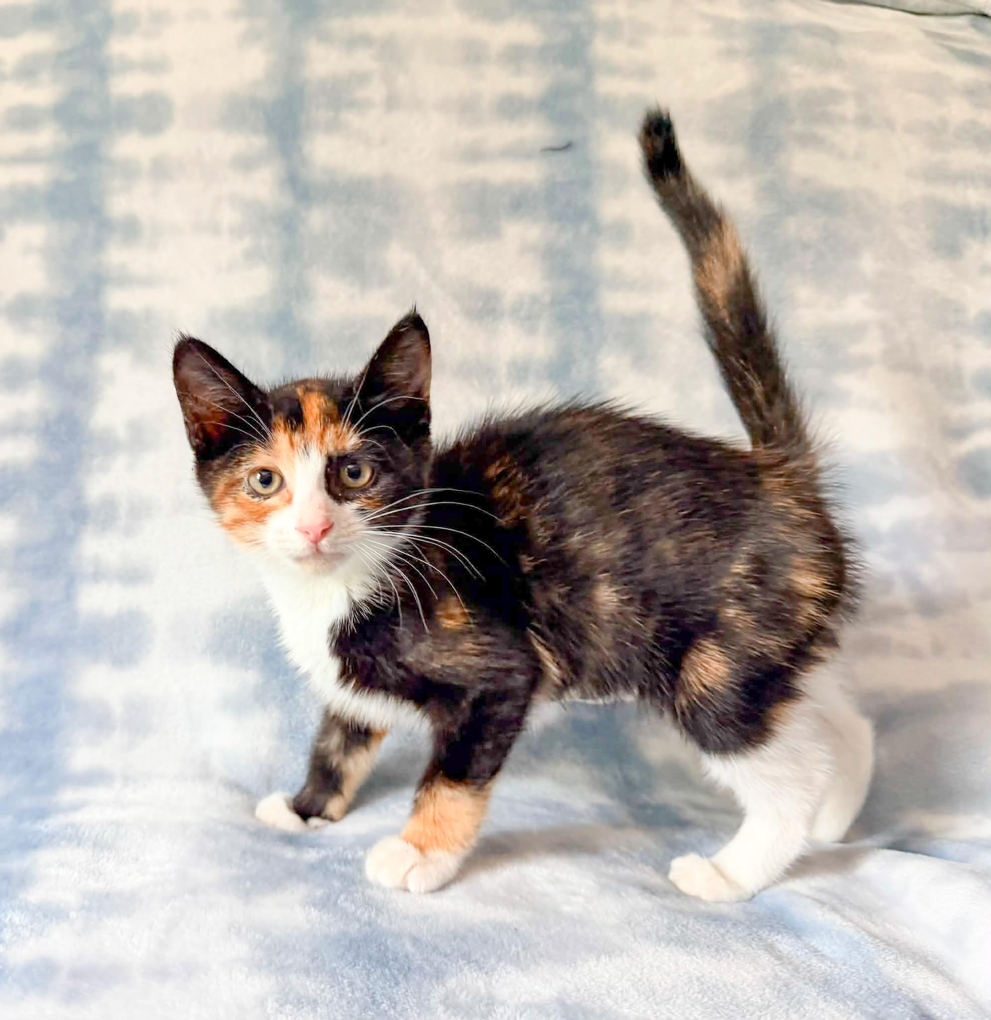 Bougie, ADOPTABLE, Kitten Female Calico.