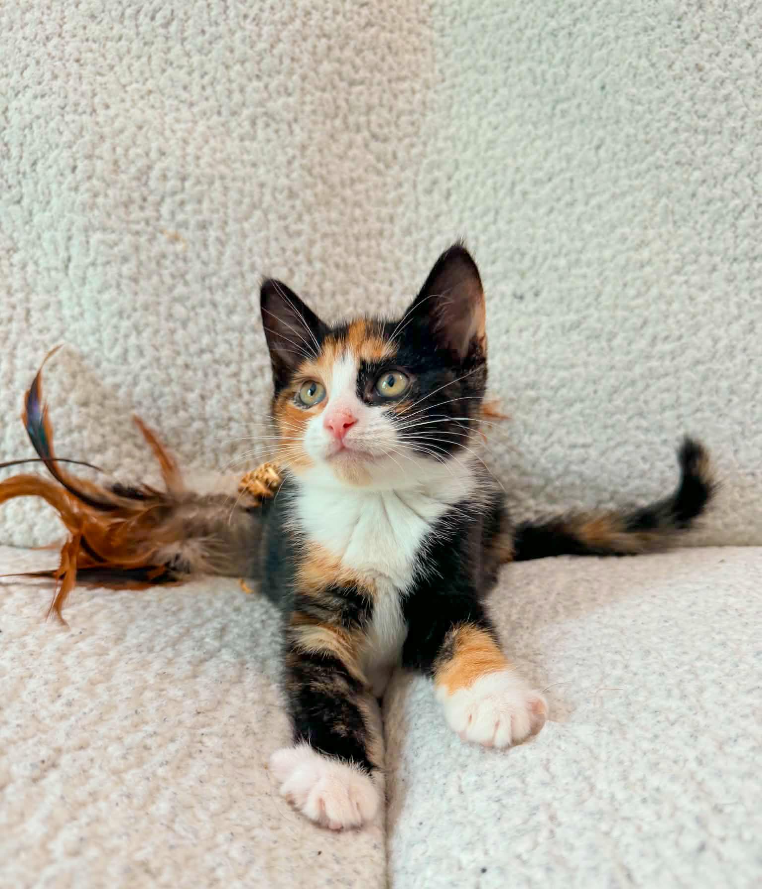 Bougie, a ADOPTABLE Calico in Mullica Hill, NJ image 5/5