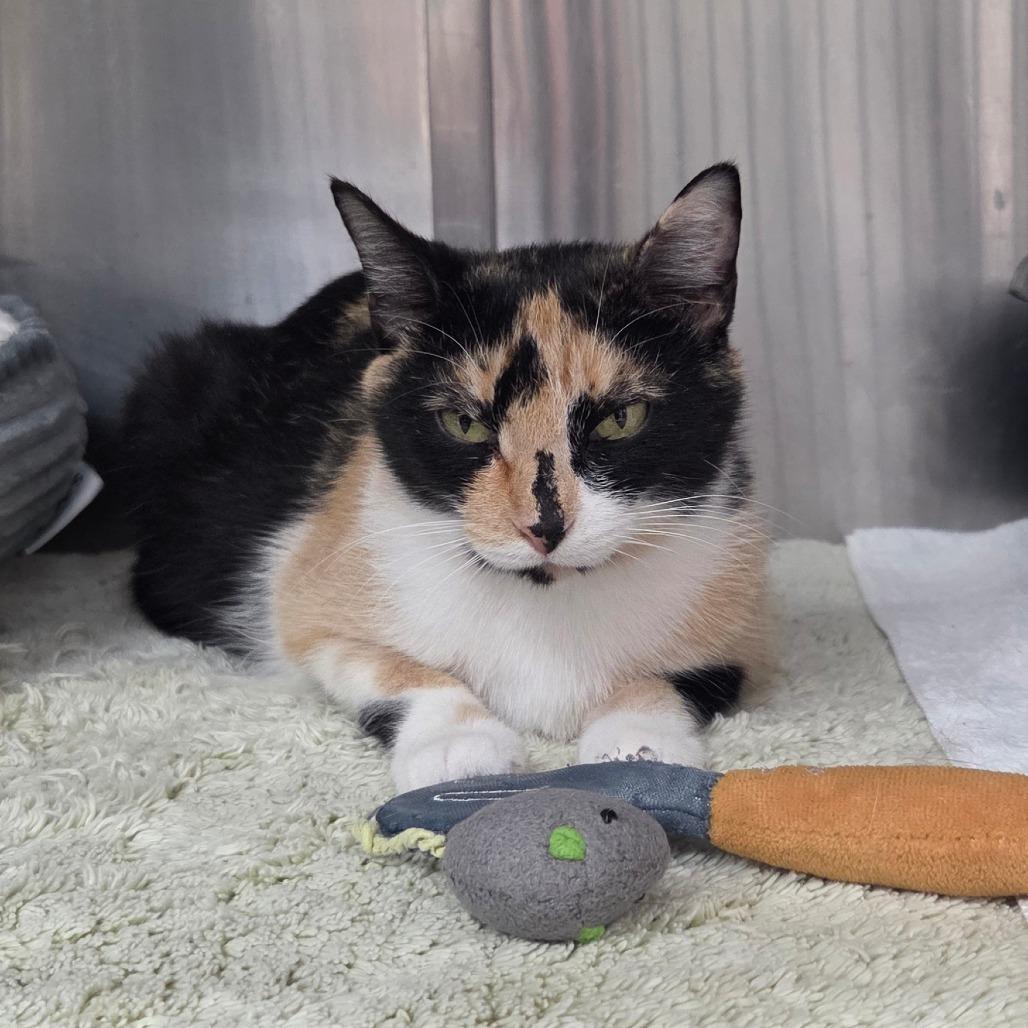 Scarlet, Adoptable, Adult Female Domestic Short Hair.