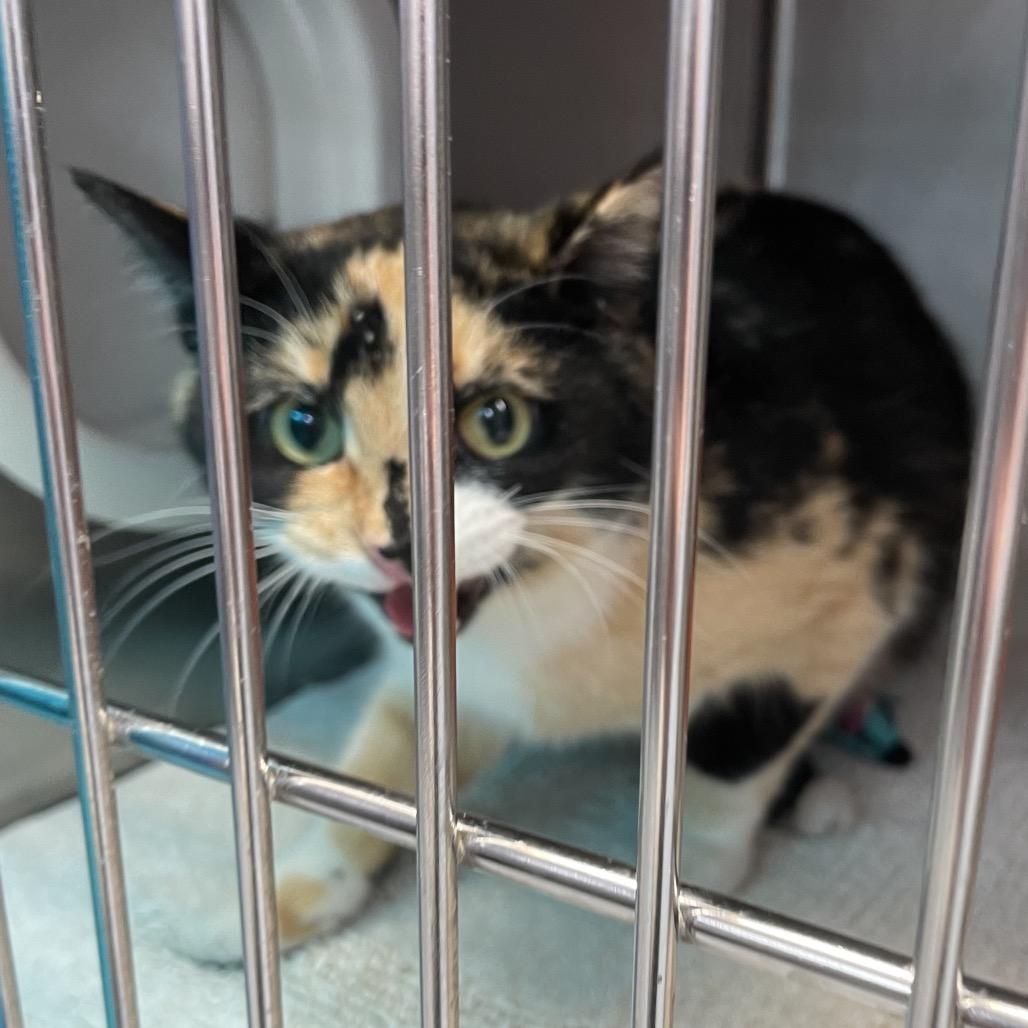 Scarlet, a Adoptable Domestic Short Hair in Port Charlotte, FL image 2/2