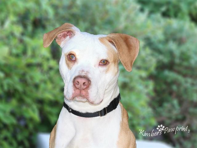 FLYNN, Adoptable, Young Male Labrador Retriever & Mixed Breed.