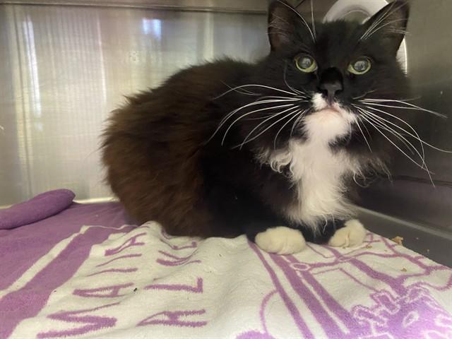 Enlarge VALENTINA, a Adoptable Domestic Medium Hair in Auburn, CA image 1/1