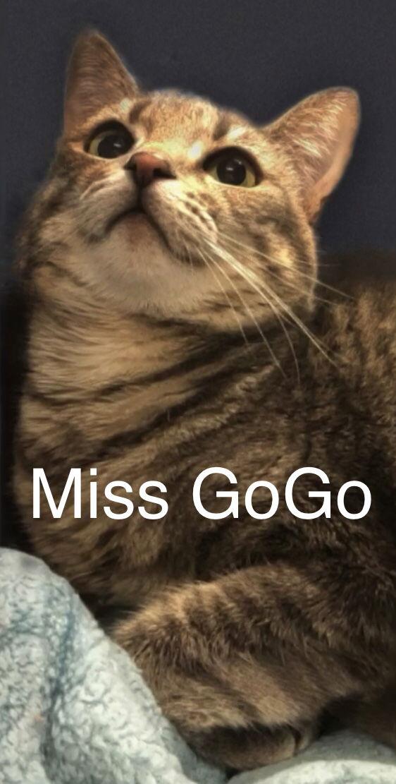 Enlarge Miss GoGo at Martinez Pet Food Express  Jan 10th, a Adoptable Tabby in Walnut Creek, CA image 1/3