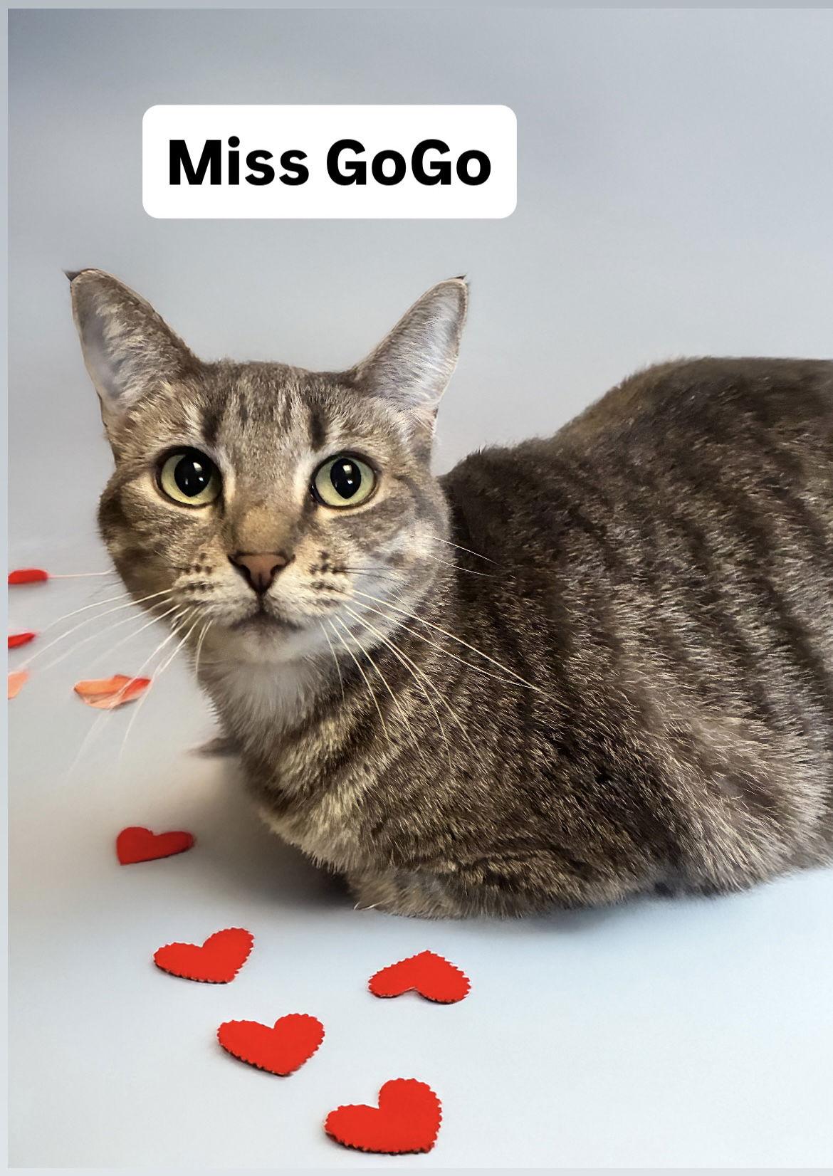 Enlarge Miss GoGo at Martinez Pet Food Express  Jan 10th, a Adoptable Tabby in Walnut Creek, CA image 2/3