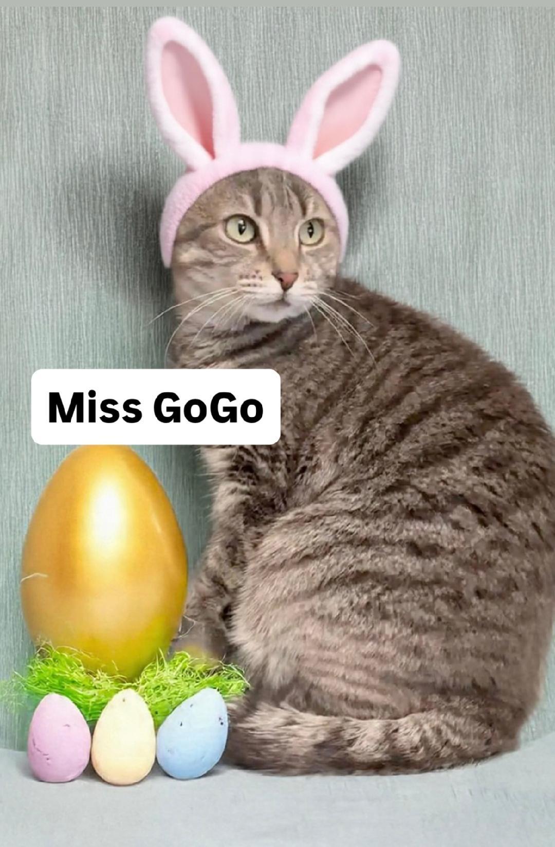 Enlarge Miss GoGo at Martinez Pet Food Express  April 4th, a Adoptable Tabby in Walnut Creek, CA image 3/3