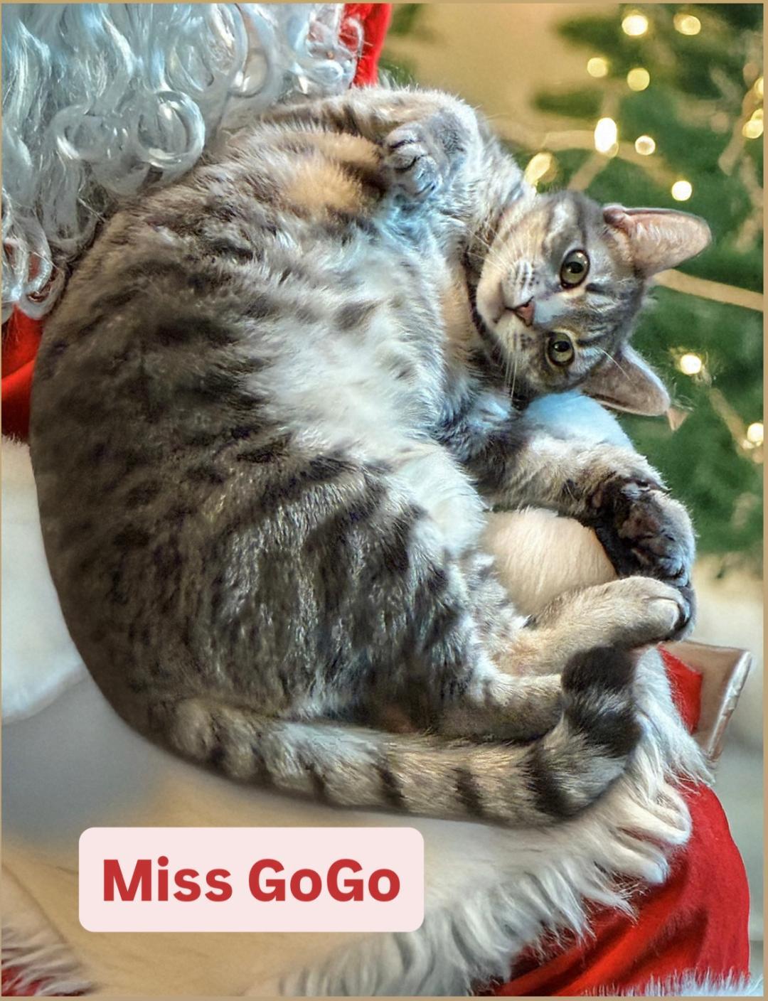 Enlarge Miss GoGo at Martinez Pet Food Express  Jan 10th, a Adoptable Tabby in Walnut Creek, CA image 3/3