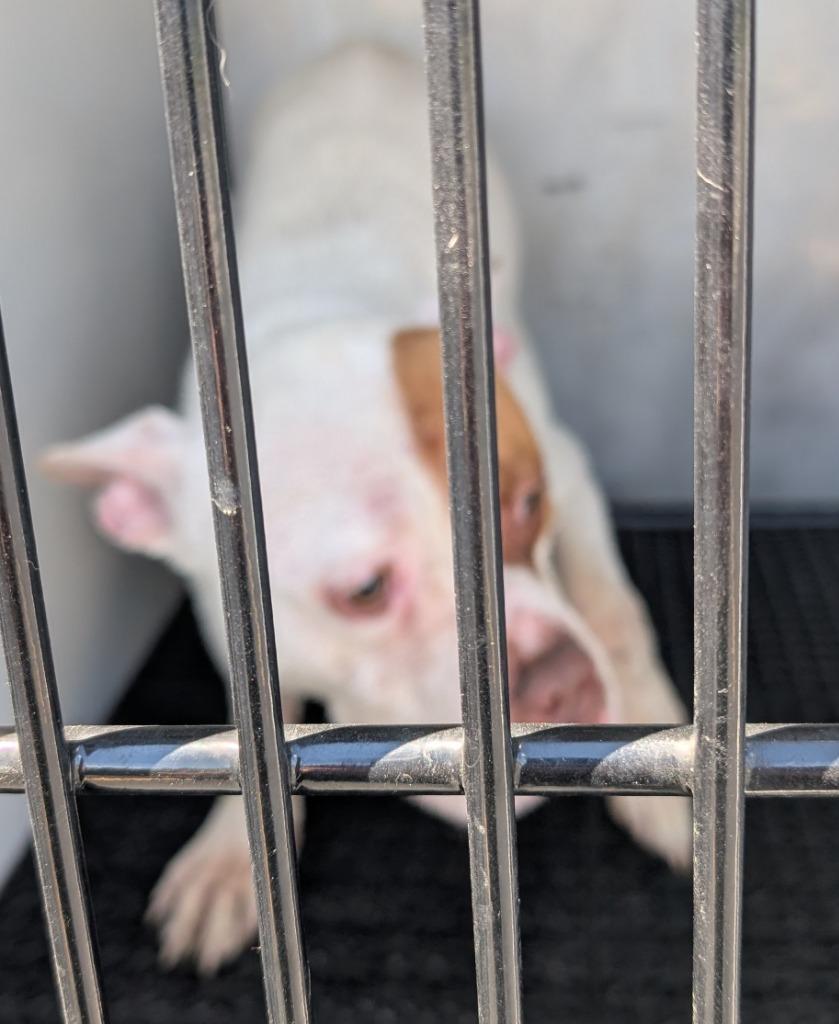 Enlarge Petee, a Adoptable Pit Bull Terrier in Vineland, NJ image 2/3