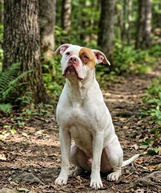 Enlarge Petee, a Adoptable Pit Bull Terrier in Vineland, NJ image 3/3