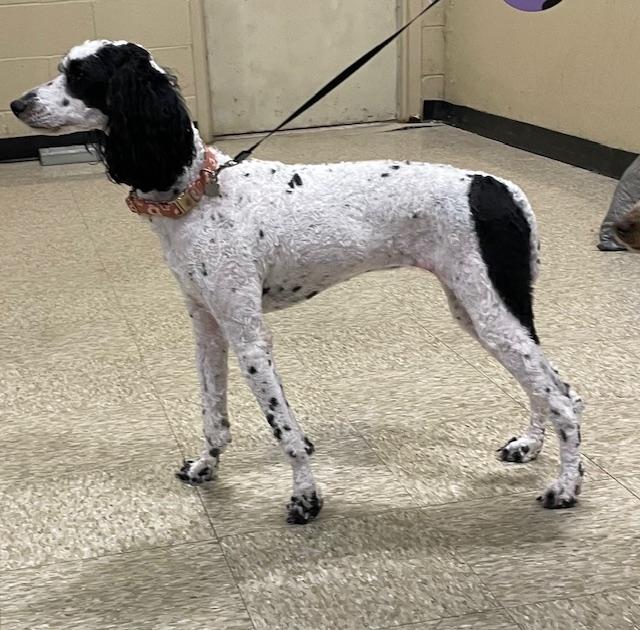 Enlarge Savannah, a ADOPTABLE Poodle in Memphis, TN image 5/6