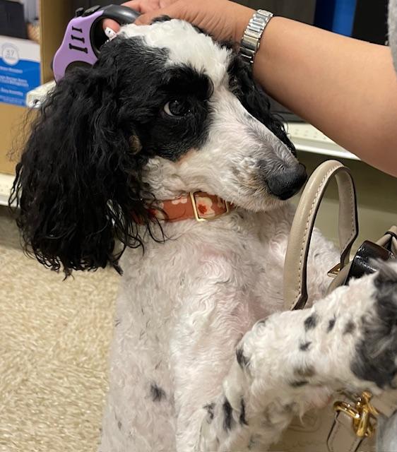 Enlarge Savannah, a ADOPTABLE Poodle in Memphis, TN image 2/6