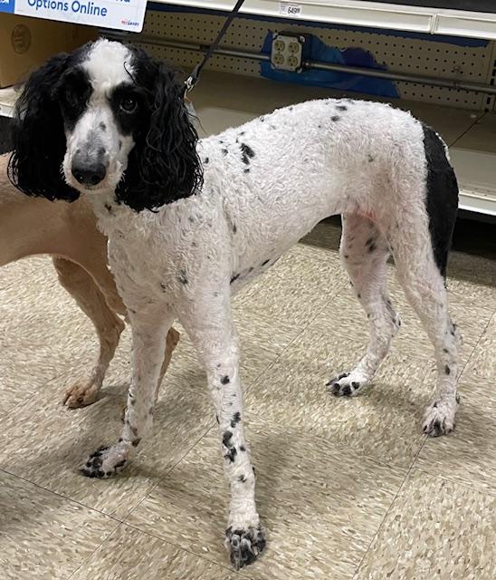 Enlarge Savannah, a ADOPTABLE Poodle in Memphis, TN image 4/6