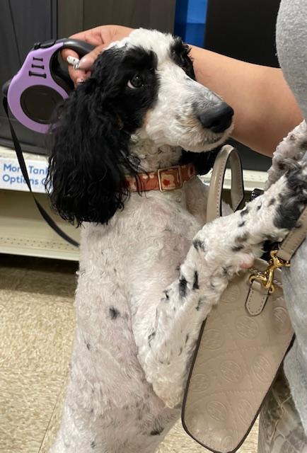 Enlarge Savannah, a ADOPTABLE Poodle in Memphis, TN image 1/6