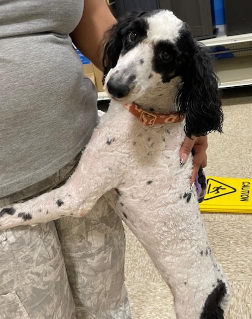 Enlarge Savannah, a ADOPTABLE Poodle in Memphis, TN image 3/6