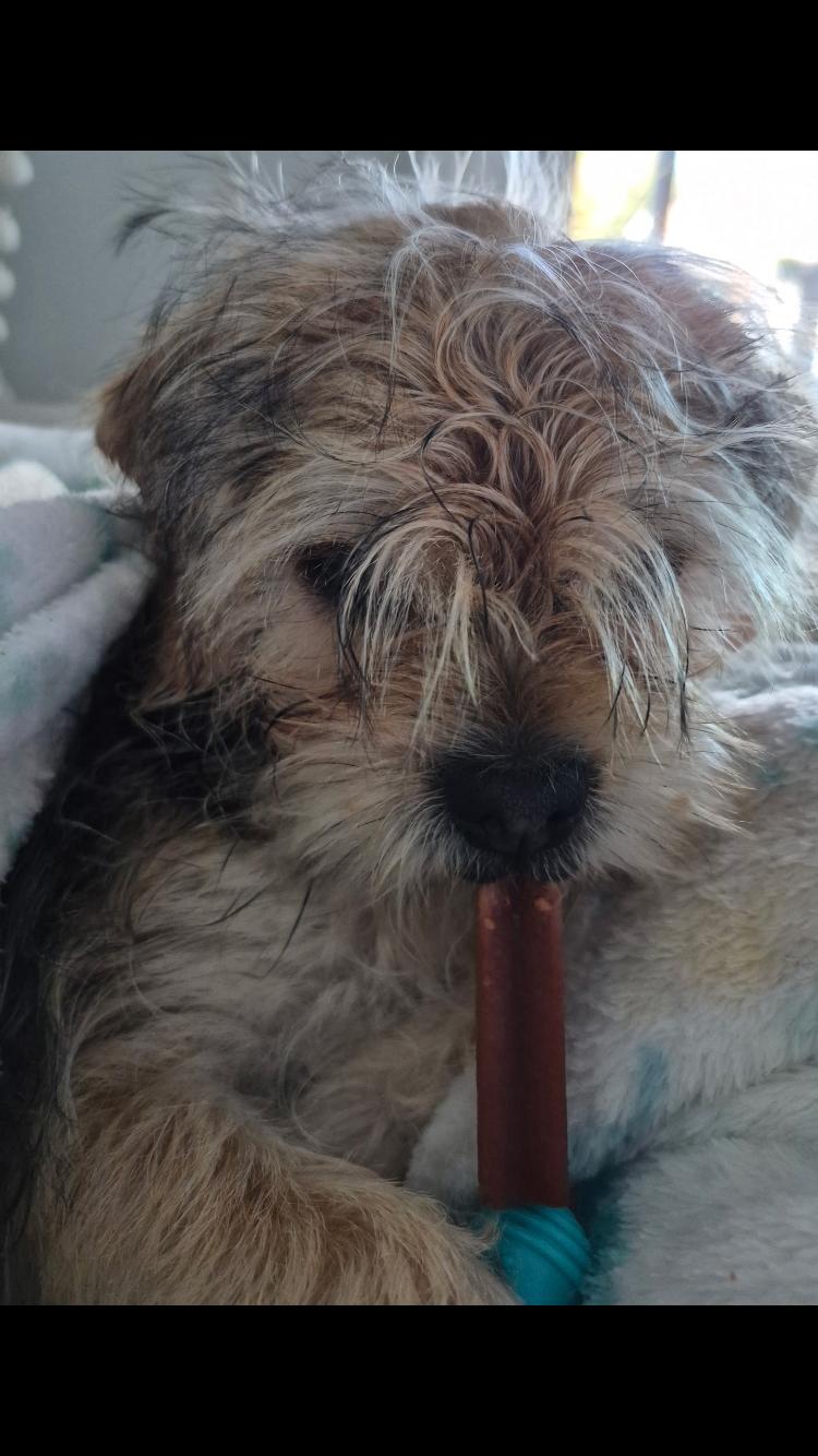 Enlarge Karma, an adopted mixed breed in Pensacola, FL image 2/4