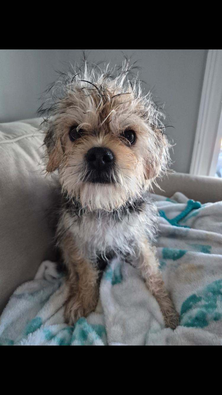 Karma, adopted, Young Female Maltipoo.