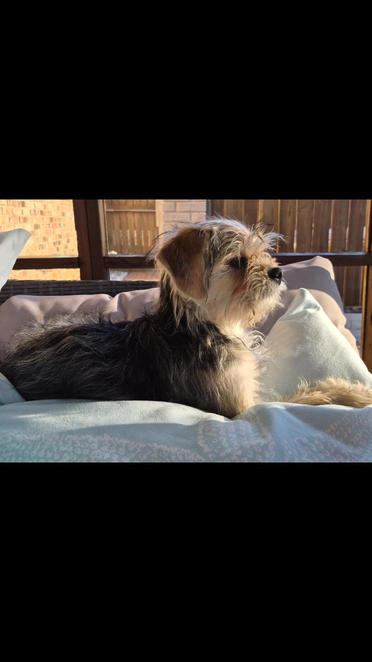 Enlarge Karma, an adopted mixed breed in Pensacola, FL image 4/4