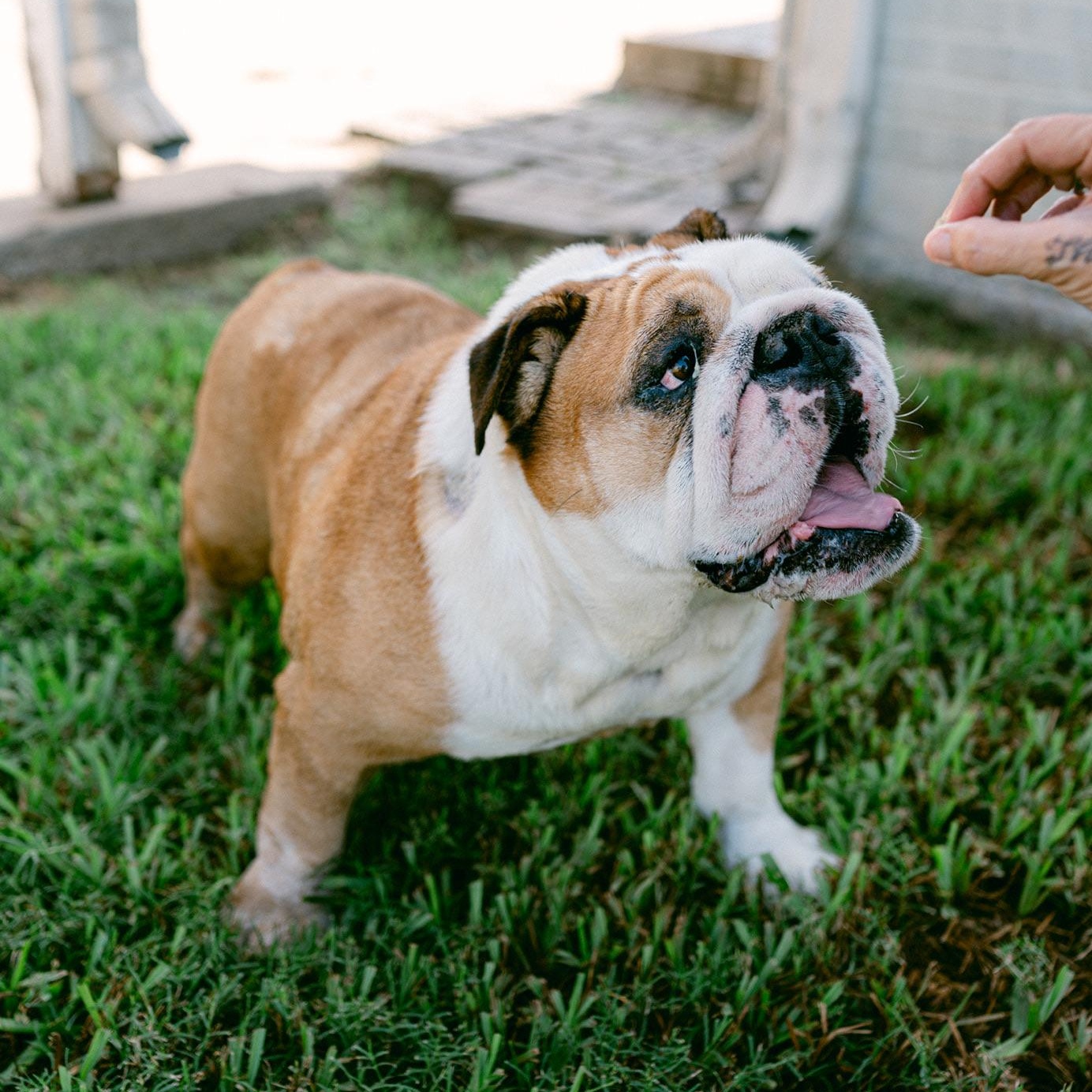 Enlarge Chopper, a ADOPTABLE English Bulldog in New Orleans, LA image 1/5