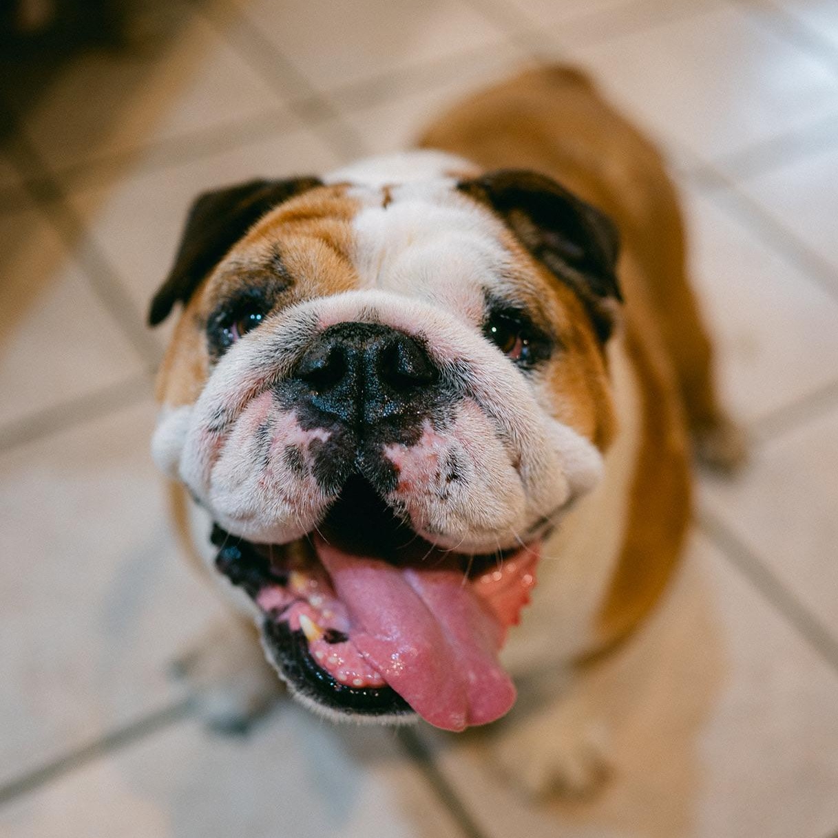Enlarge Chopper, a ADOPTABLE English Bulldog in New Orleans, LA image 3/5