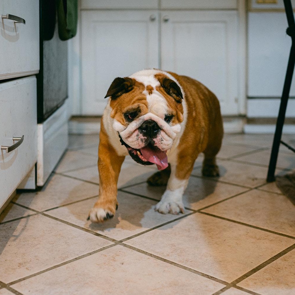 Enlarge Chopper, a ADOPTABLE English Bulldog in New Orleans, LA image 4/5