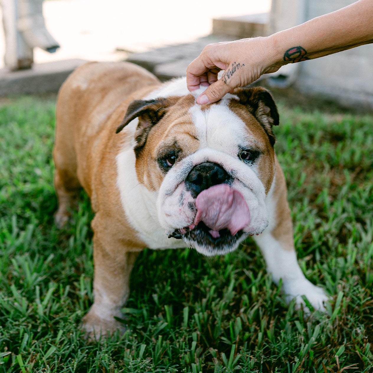 Enlarge Chopper, a ADOPTABLE English Bulldog in New Orleans, LA image 5/5