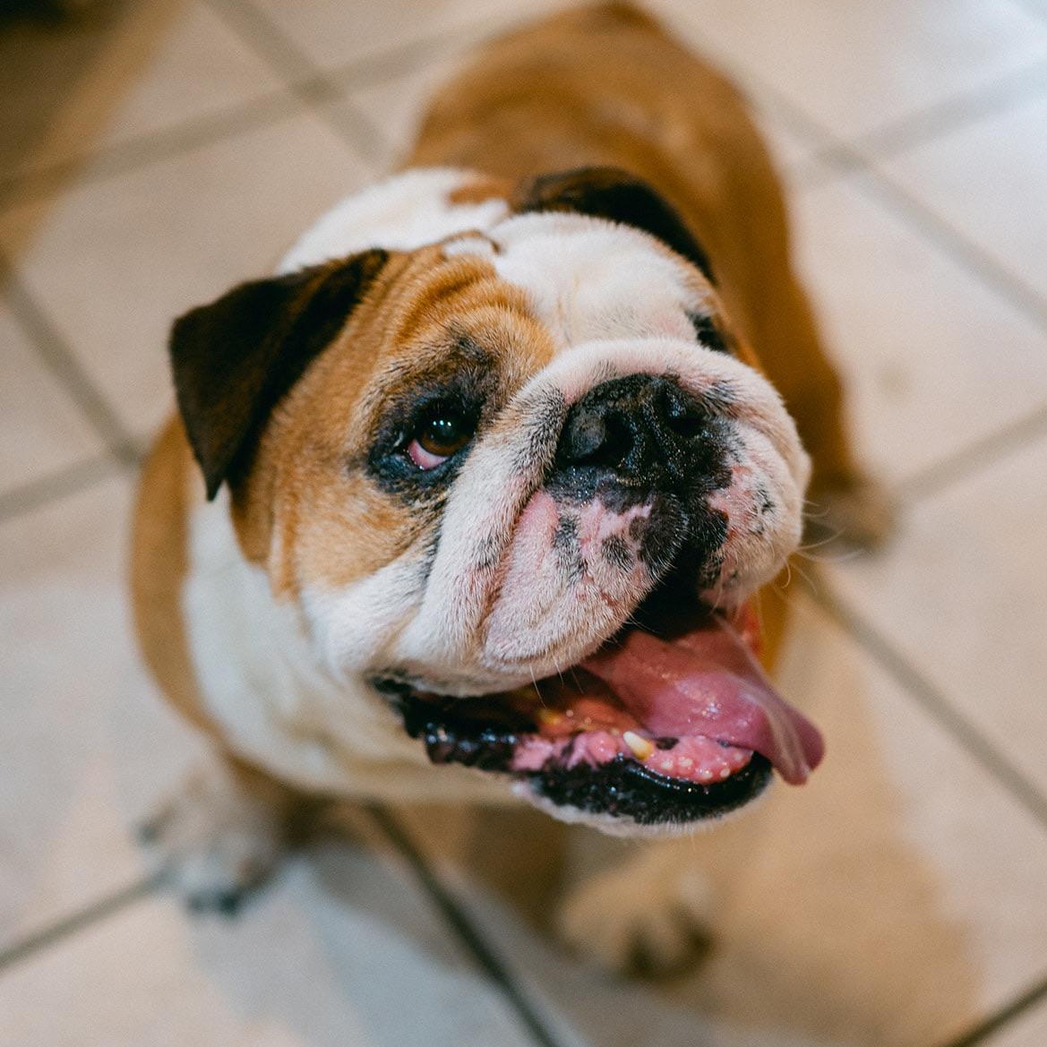 Enlarge Chopper, a ADOPTABLE English Bulldog in New Orleans, LA image 2/5