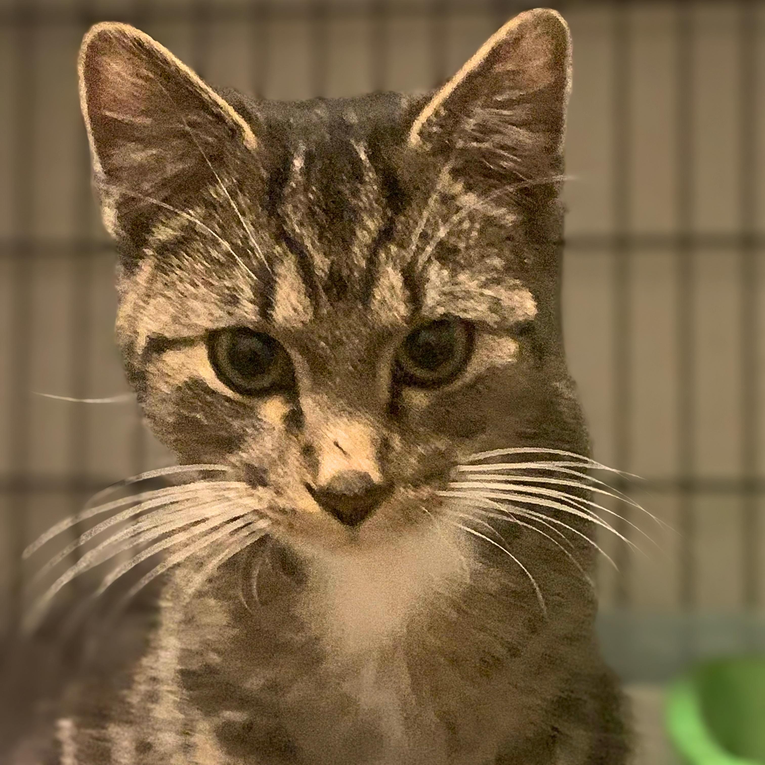 Enlarge Leo, a Adoptable Domestic Short Hair in Lemoyne, PA image 2/4