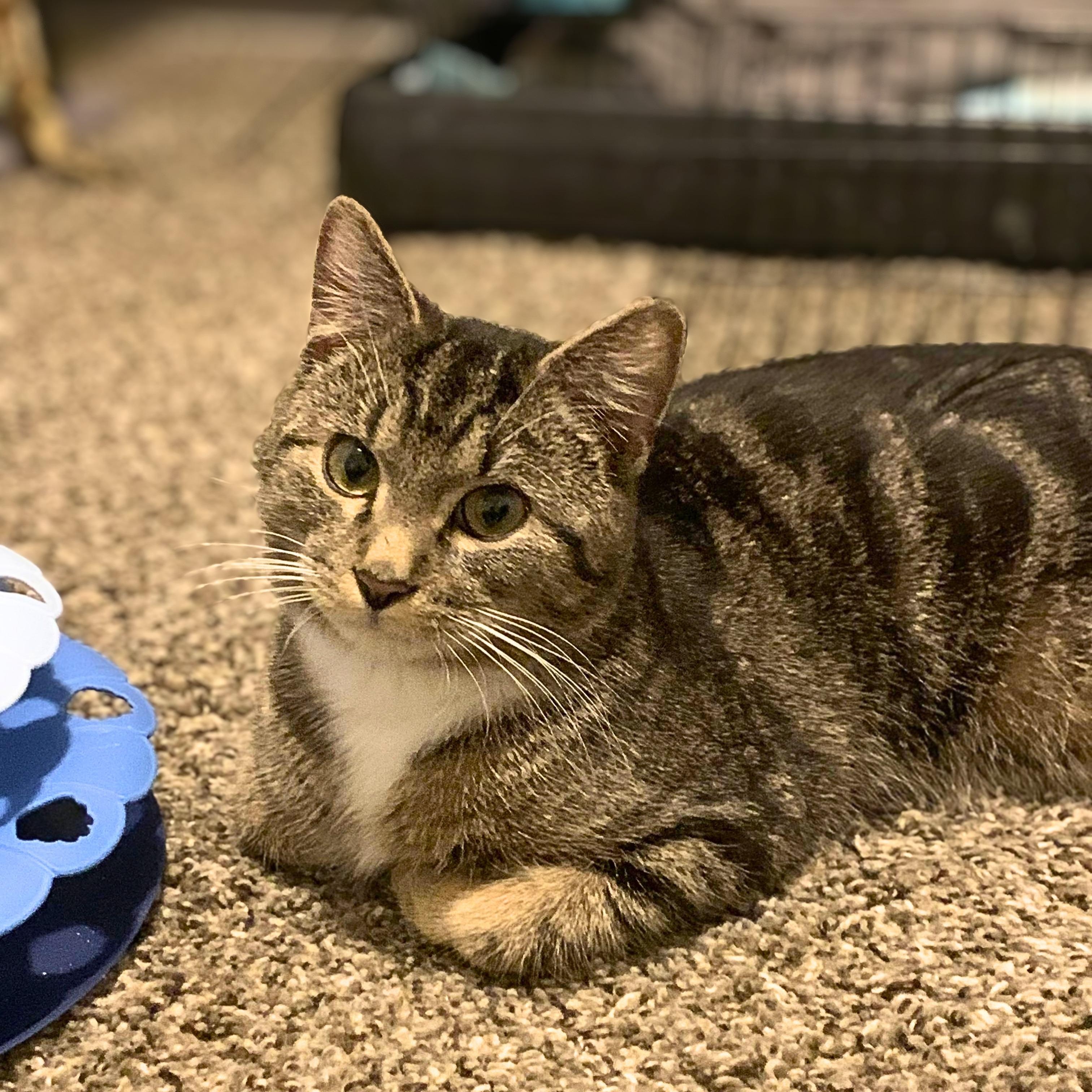 Enlarge Leo, a Adoptable Domestic Short Hair in Lemoyne, PA image 4/4