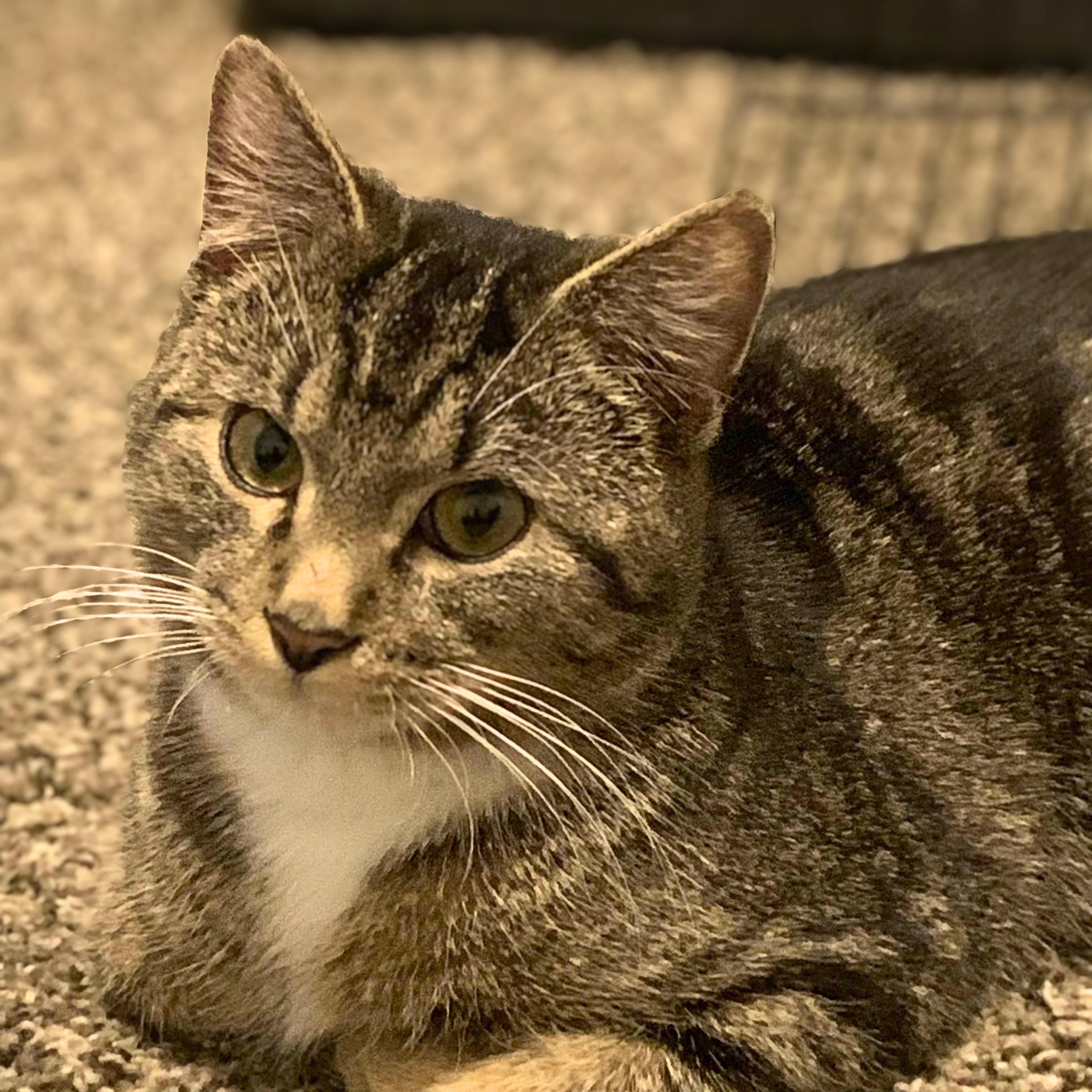 Leo, Adoptable, Young Male Domestic Short Hair.