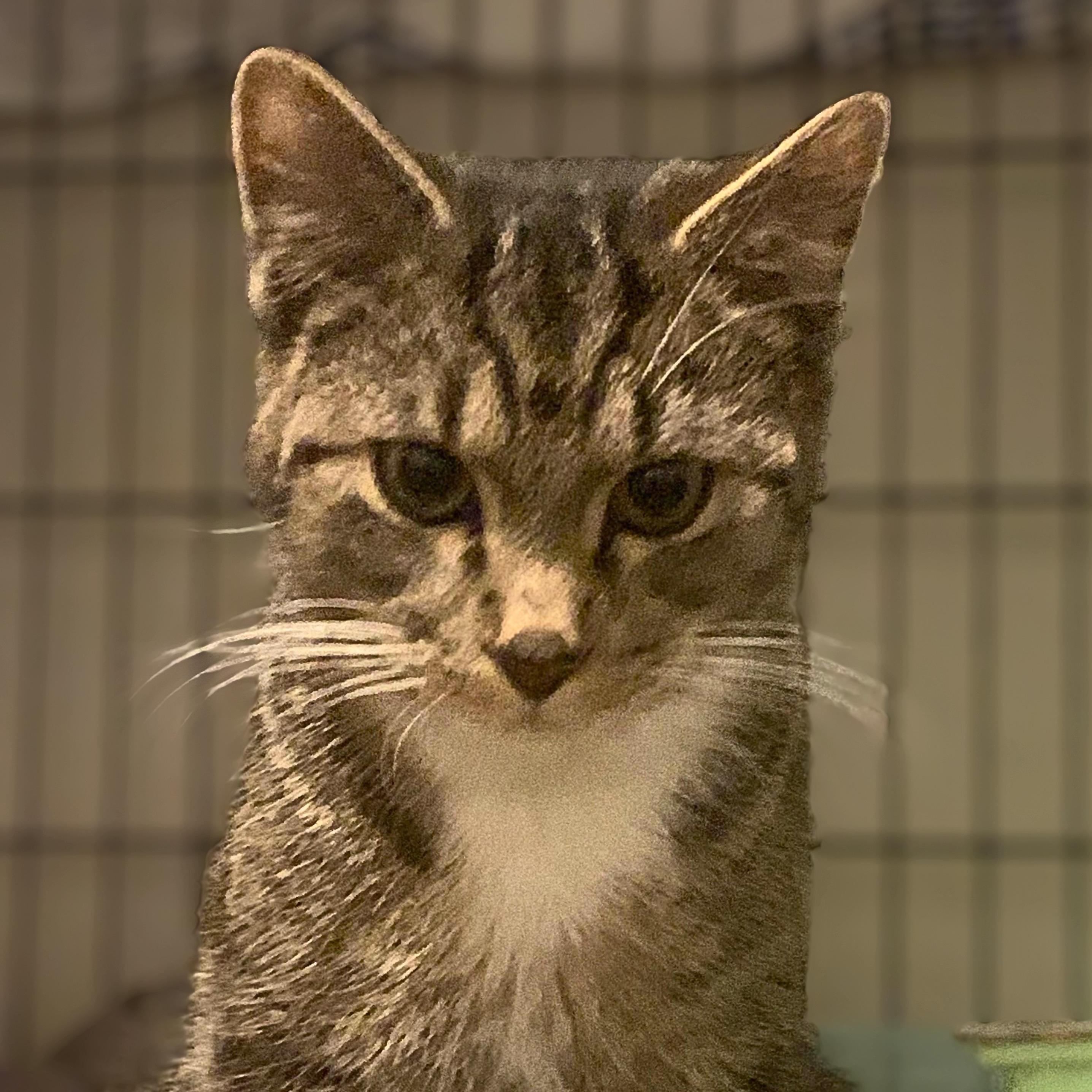 Enlarge Leo, a Adoptable Domestic Short Hair in Lemoyne, PA image 3/4