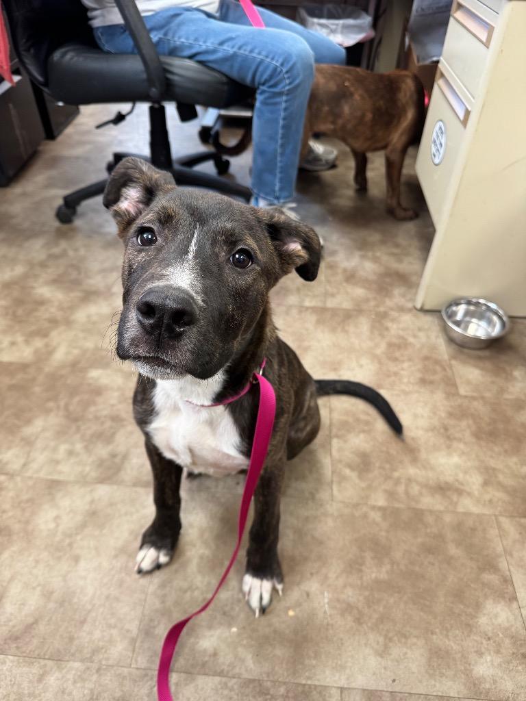 Alex, Adoptable, Young Male Mountain Cur.