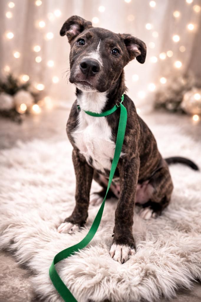 Enlarge Alex, a Adoptable Mountain Cur in Springfield, OH image 2/2