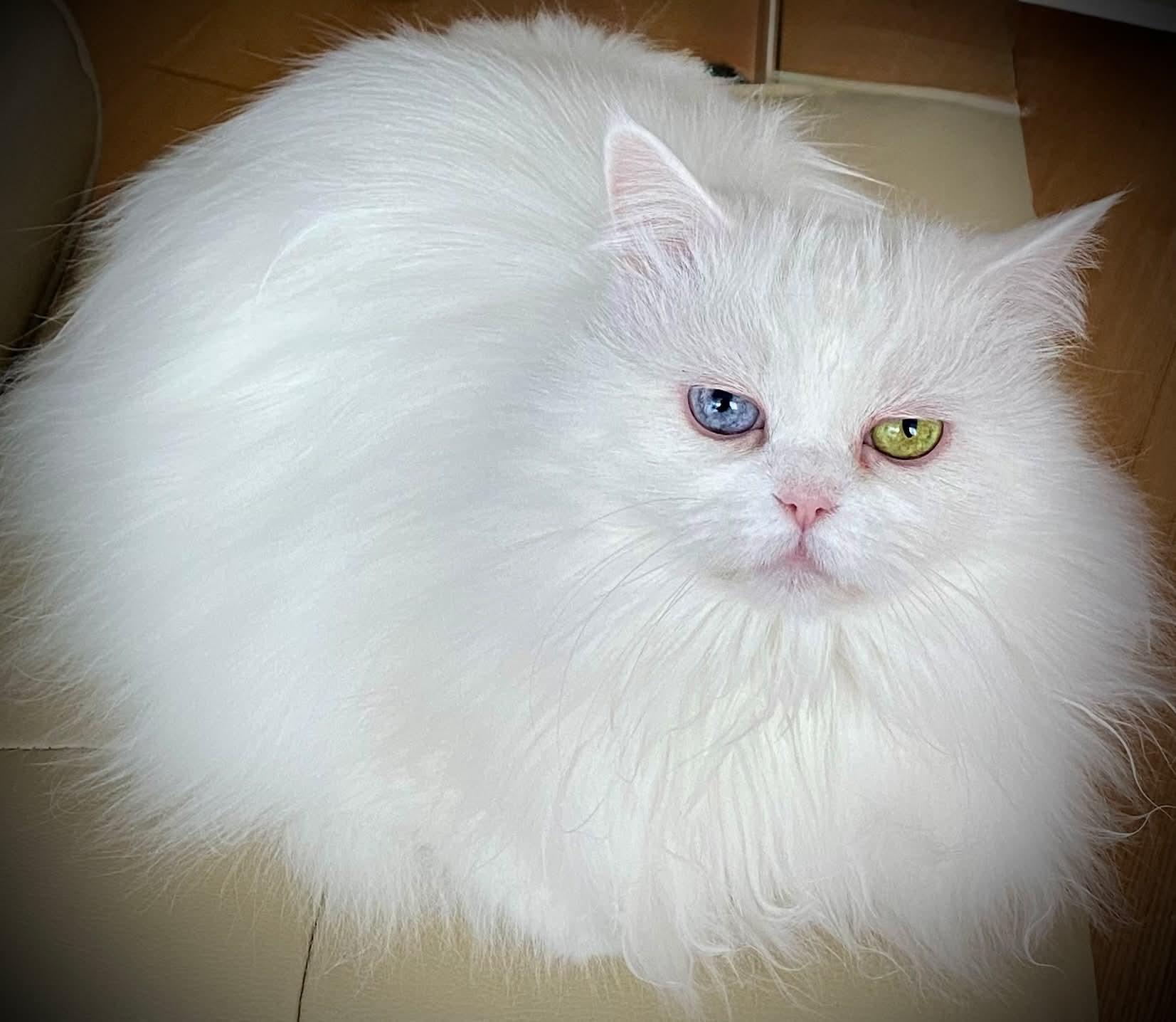 Snowflake, ADOPTABLE, Adult Female Persian.