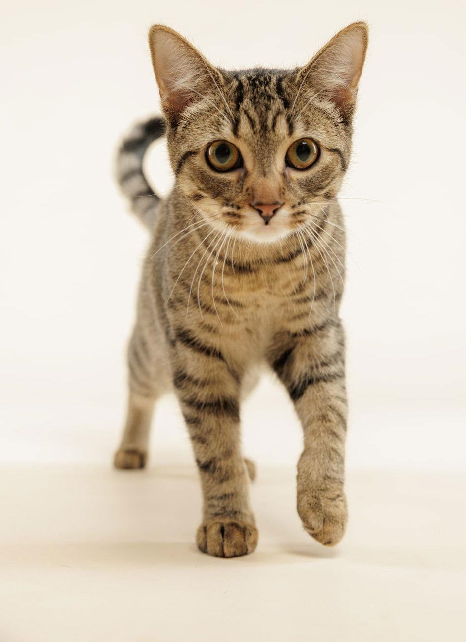 Enlarge Ocelot (+Rhubarb), a Adoptable Domestic Short Hair in Richmond Hill, ON image 1/3
