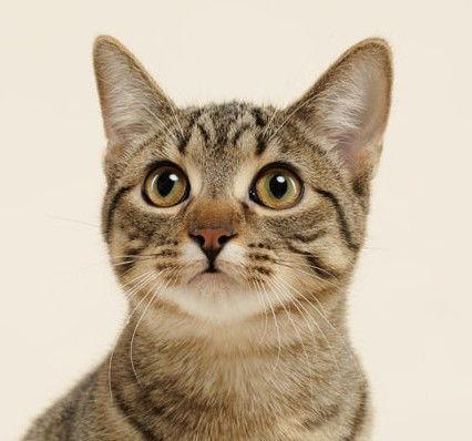 Enlarge Ocelot (+Rhubarb), a Adoptable Domestic Short Hair in Richmond Hill, ON image 3/3