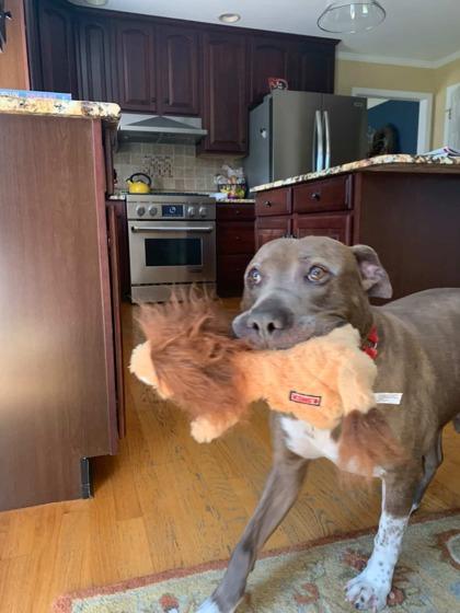 Jameson, Adoptable, Adult Male Mixed Breed & Mixed Breed.