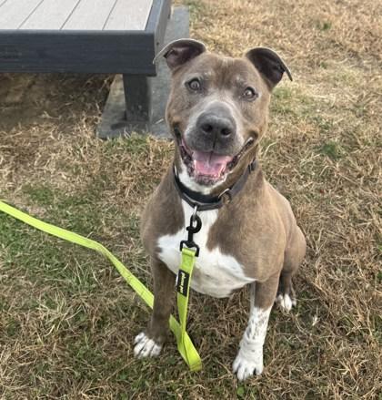 Enlarge Jameson, a Adoptable Mixed Breed in West Chester, PA image 2/3