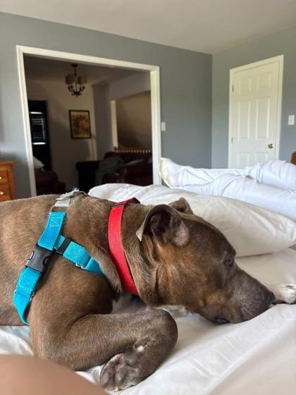 Jameson — thumbnail 3