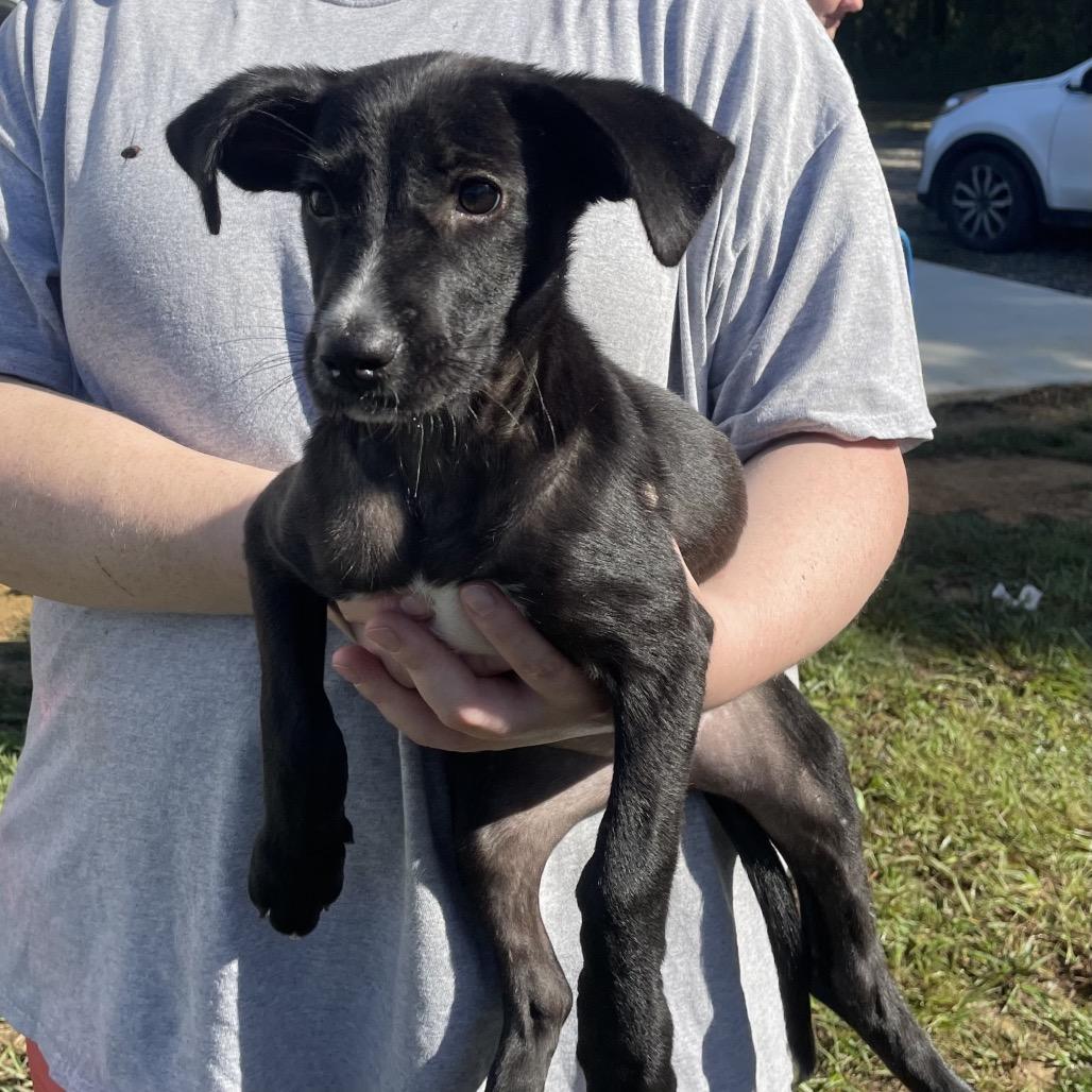 Snuggle Wuggle, Adoptable, Puppy Female Black Labrador Retriever.