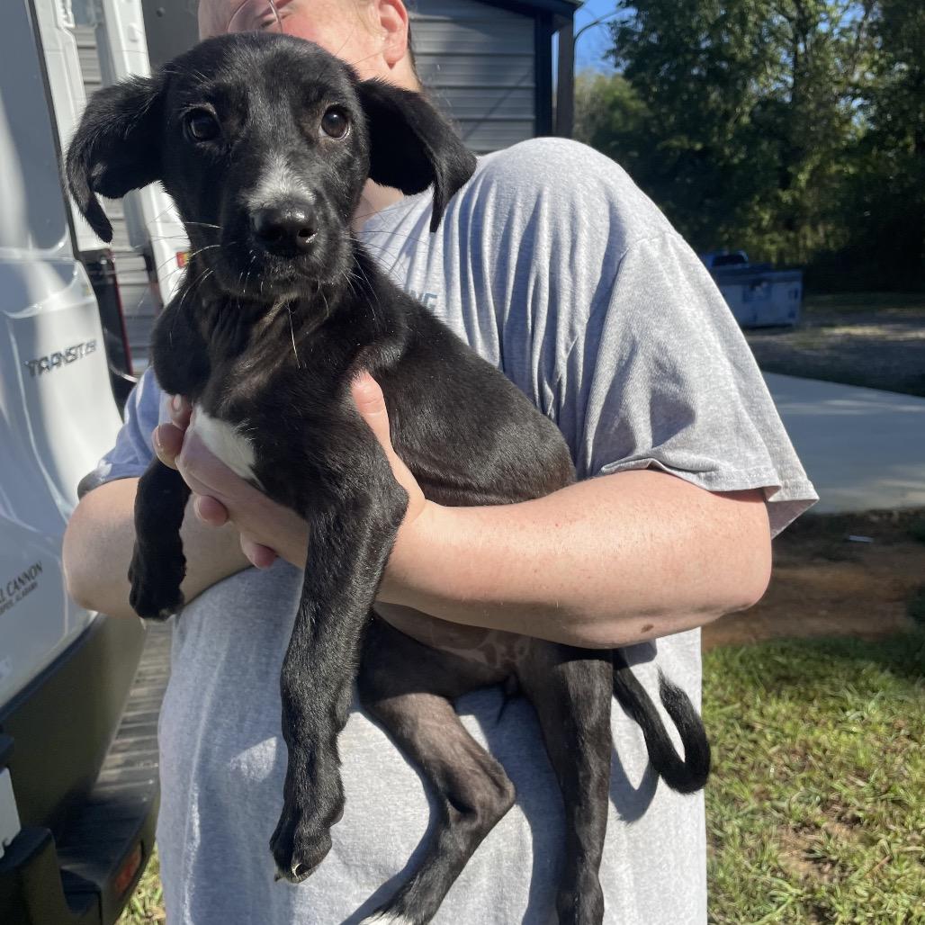 Snuggle Wuggle, a Adoptable Black Labrador Retriever image 2/4