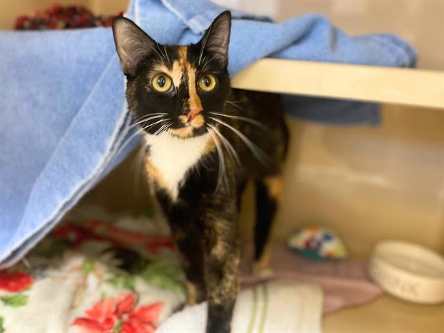 Enlarge ZIPPY, a Adoptable Domestic Short Hair in Fort Wayne, IN image 1/1